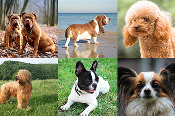 Chiens francais