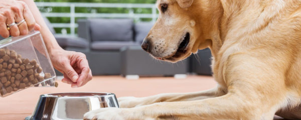 croquettes pour chien