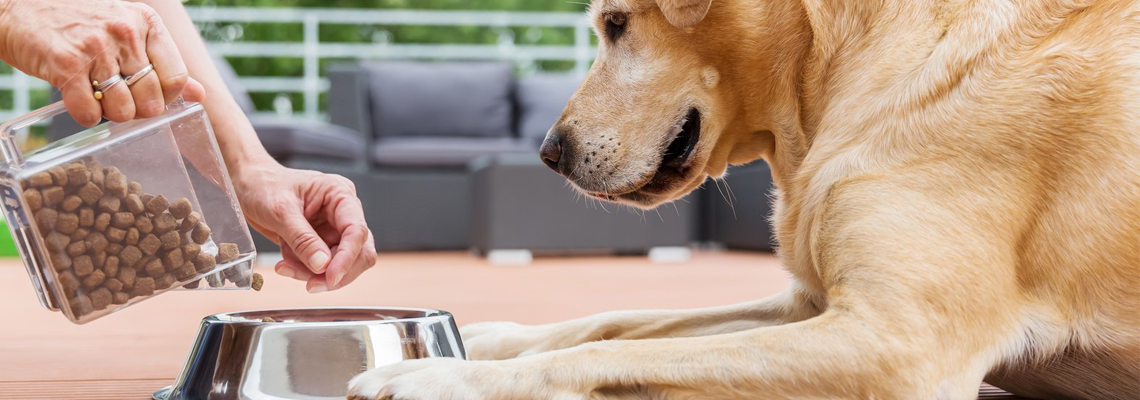 croquettes pour chien