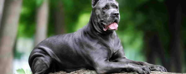 Elevage de Cane Corso