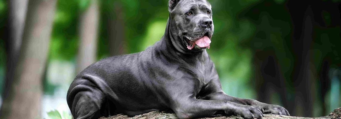 Elevage de Cane Corso