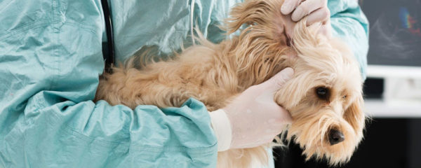 Oreille de chien malade