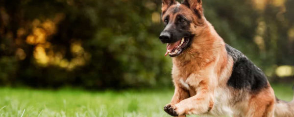 chiens