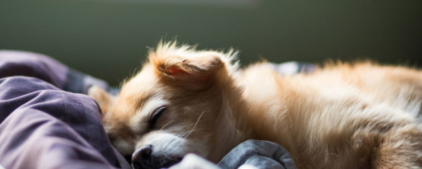 petit chien en train de dormir