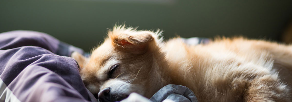 petit chien en train de dormir