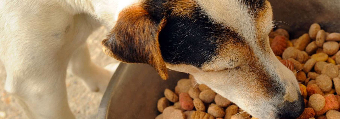 croquettes pour son chien