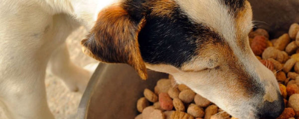 croquettes pour son chien