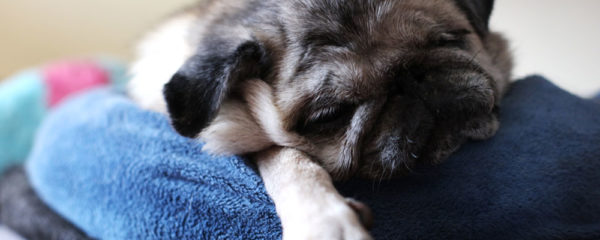 coussin pour le confort de son chien