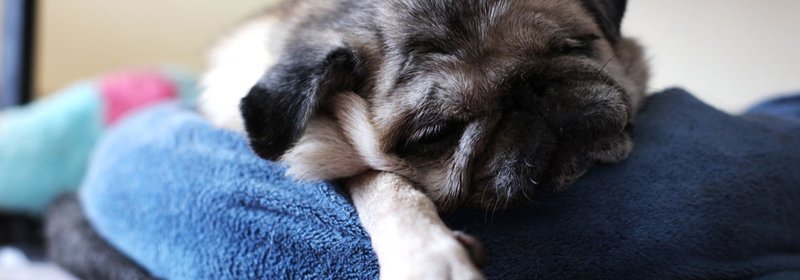 coussin pour le confort de son chien