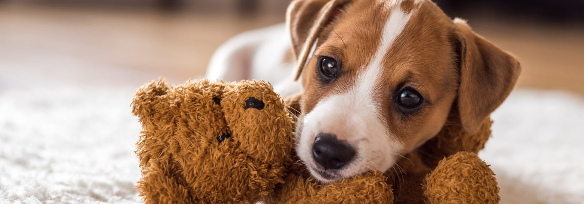 chiot