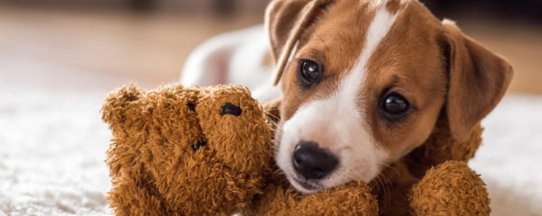 chiot