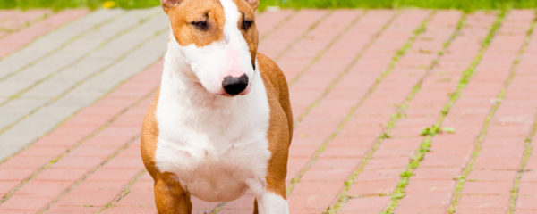 bull-terrier