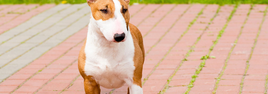 bull-terrier