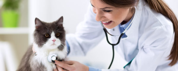 soins vétérinaires