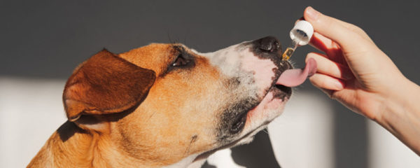 cbd pour chien