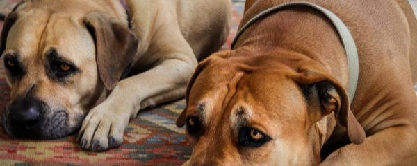 calmant pour chien
