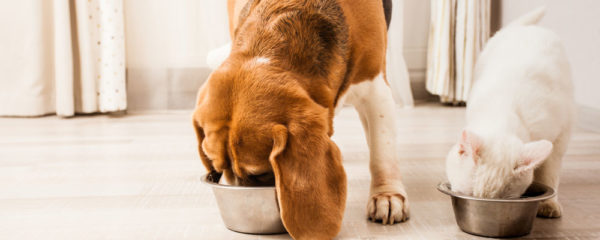 alimentation animal de compagnie